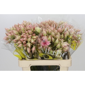 Blushing Bride Ayoba Satin Star