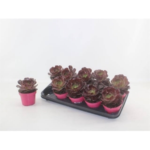 AEONIUM AB VELOURS