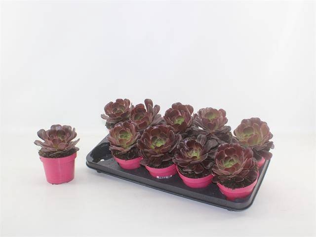 <h4>AEONIUM AB VELOURS</h4>