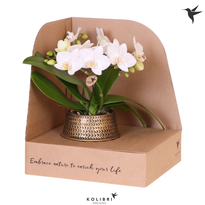 <h4>Kolibri Orchids Phalaenopsis Halo white in Groove pot gold in showbox</h4>