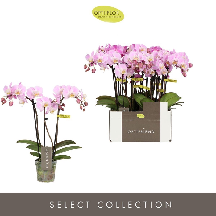 <h4>Phalaenopsis multi. ...rose</h4>