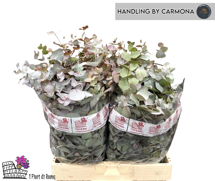 <h4>EUC CINEREA PER BOS</h4>