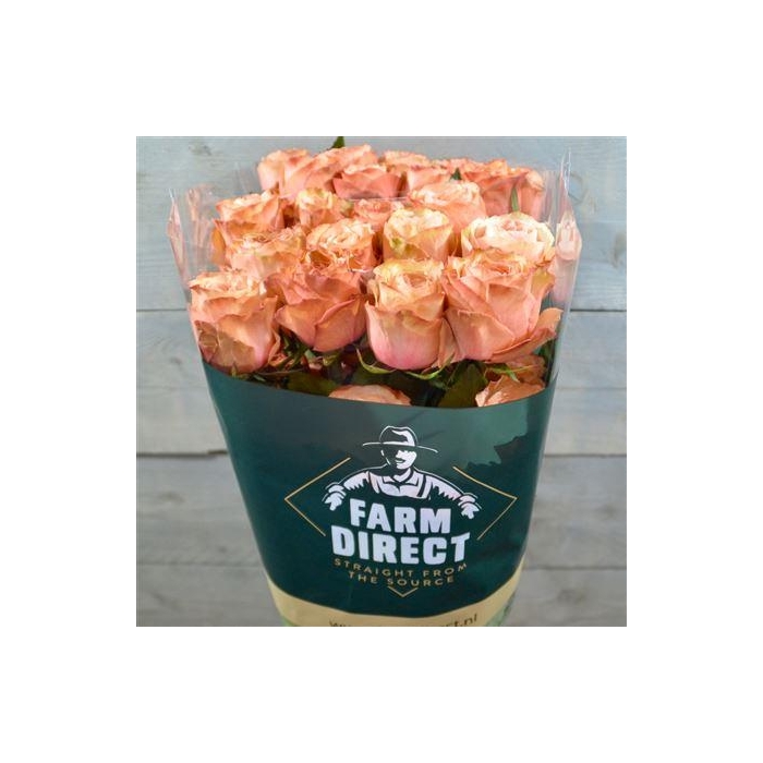 <h4>R Gr Kahala</h4>