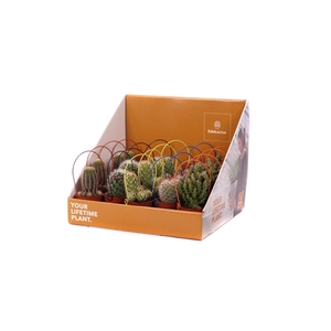 Cactus 5,5 cm met gekleurde boog in showdoos your lifetime plant