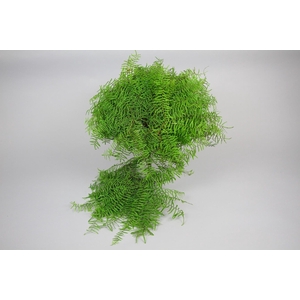Coral Fern  x 30