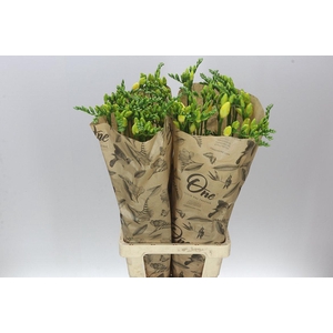Freesia One Xxl Yellow