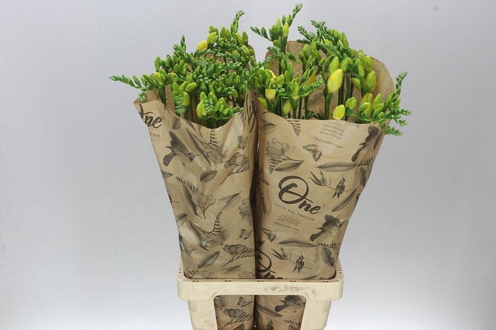 <h4>Freesia One Xxl Yellow</h4>