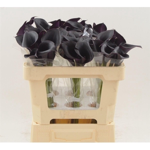 Calla Escape