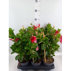 Mandevilla am. 'Sundav Red'