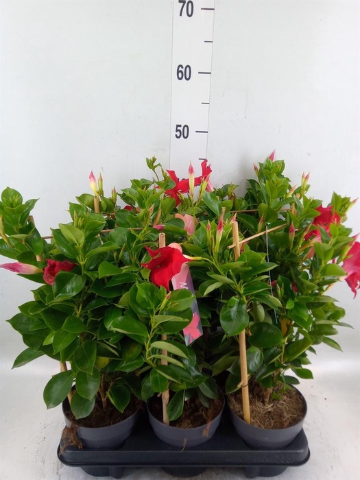 <h4>Mandevilla am. 'Sundav Red'</h4>