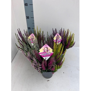 Calluna vulg. High Five Gemengd