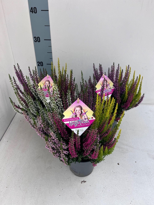 <h4>Calluna vulg. High Five Gemengd</h4>