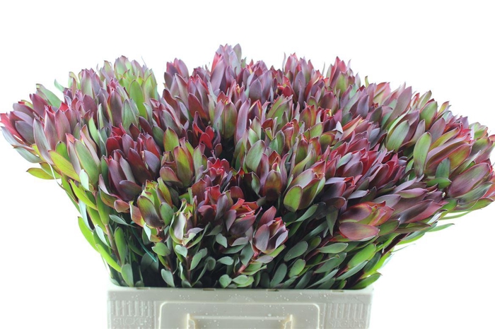 <h4>Leucad Senorita</h4>