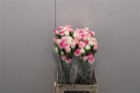 <h4>Di St Rainbow Mix Pastel</h4>