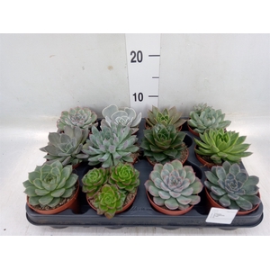 Echeveria   ...mix