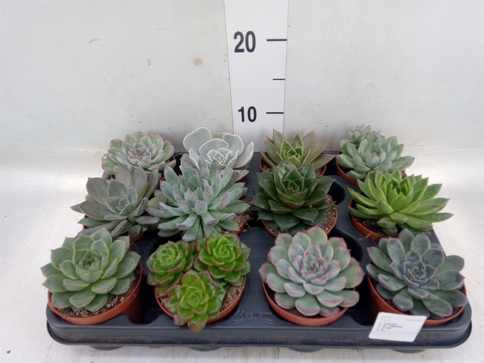 <h4>Echeveria   ...mix</h4>