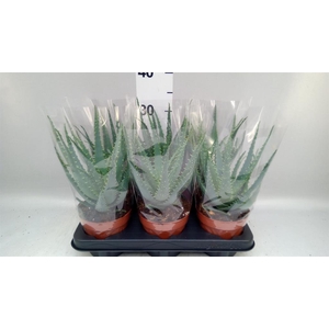 Aloe arborescens