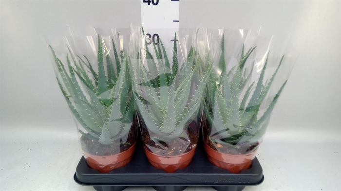 <h4>Aloe arborescens</h4>