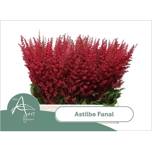 ASTIL AR FANAL