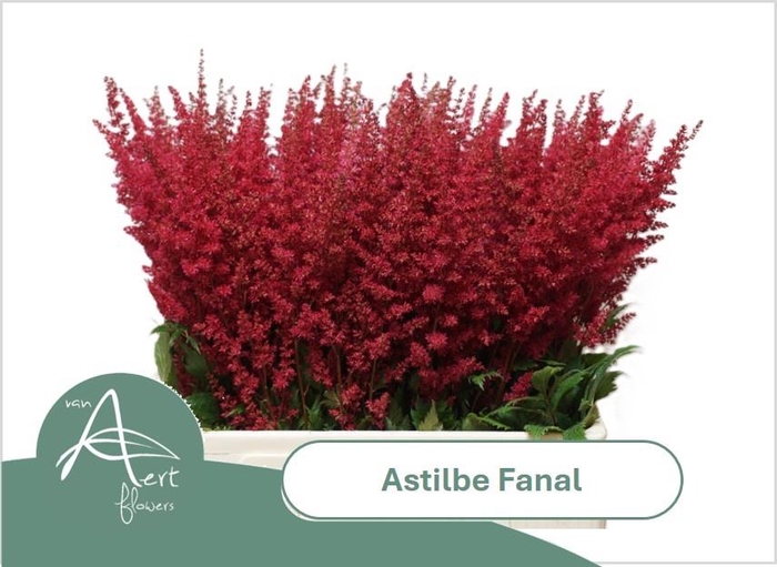 <h4>ASTIL AR FANAL</h4>