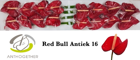 ANTH A RED BULL Antiek 16