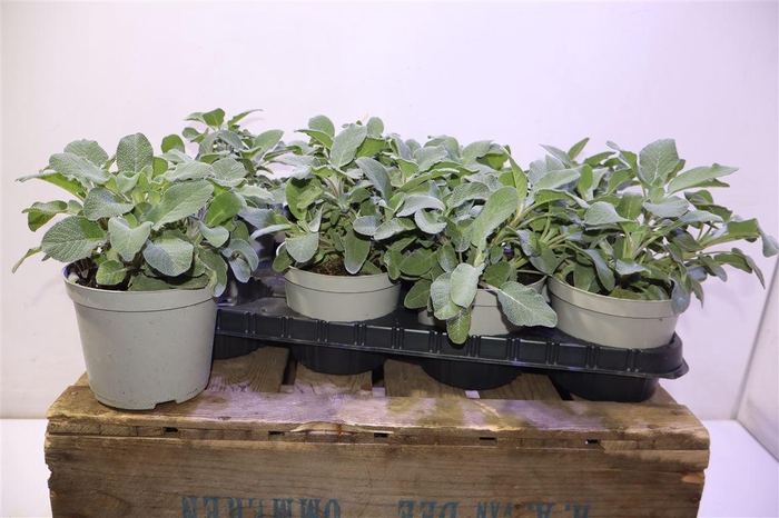 <h4>Salvia Officinalis</h4>