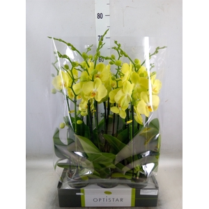 Phalaenopsis  'Ant Ferrara'