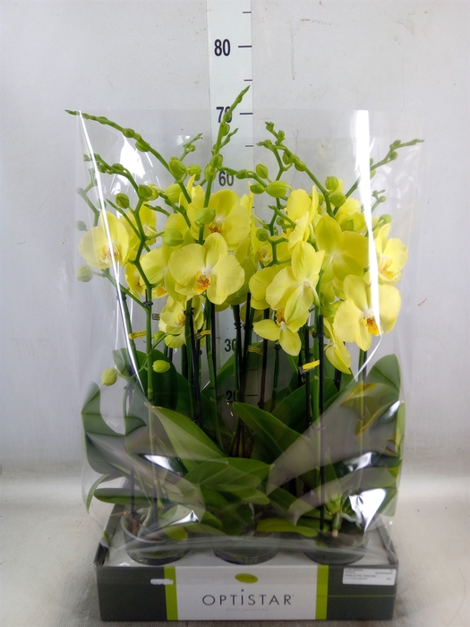 <h4>Phalaenopsis  'Ant Ferrara'</h4>