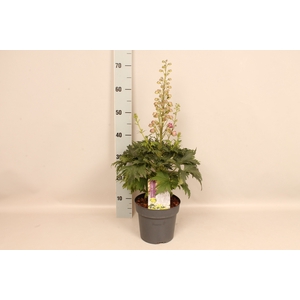 vaste planten 19 cm  Delphinium Delgenius ™ Chantay