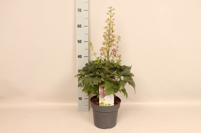 <h4>vaste planten 19 cm  Delphinium Delgenius ™ Chantay*</h4>