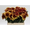 Dahlia Creme de Cognac