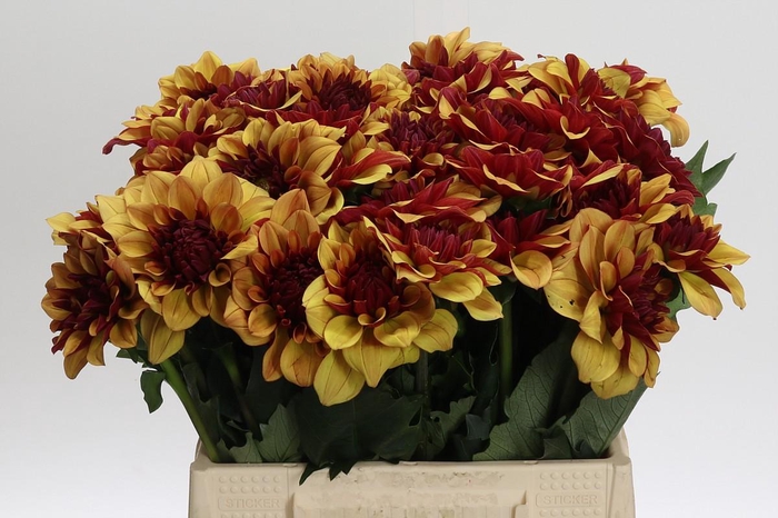 Dahlia Creme de Cognac