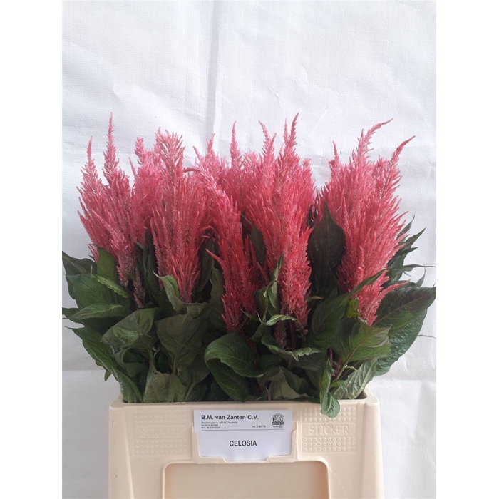 <h4>Cel P Royal Pink</h4>