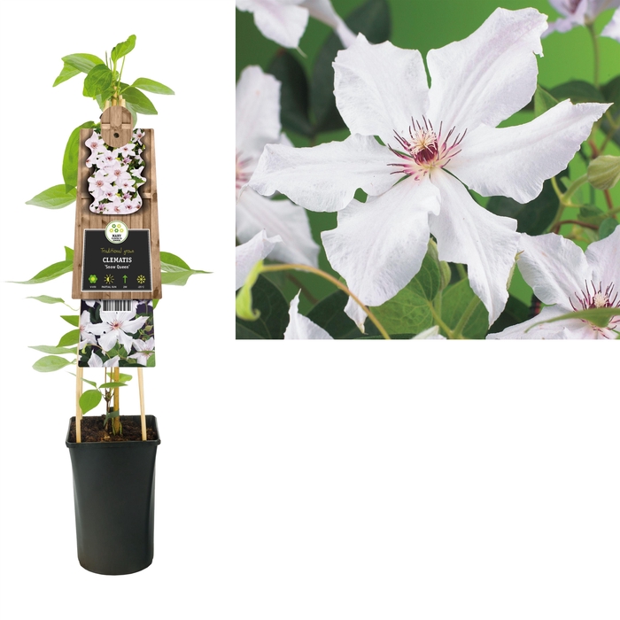 <h4>Clematis 'Snow Queen' +3.0 label</h4>