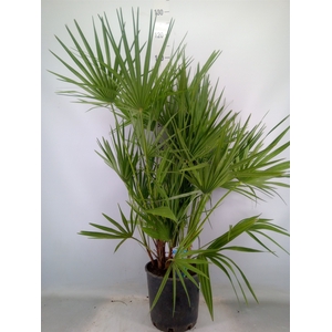 Chamaerops humilis