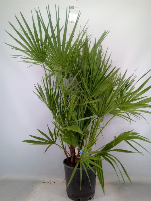 <h4>Chamaerops humilis</h4>