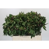 Alstroemeria Selection Purple