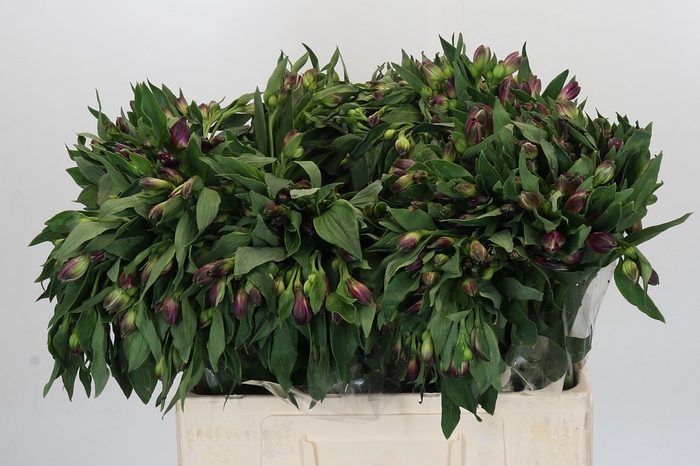Alstroemeria Selection Purple