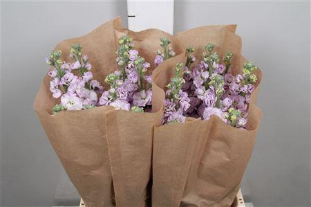 <h4>Matth Iron Marine</h4>