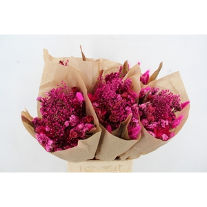 DF BOUQUET HOTPINK