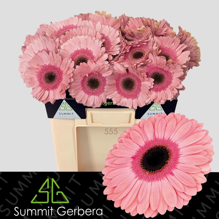 <h4>Gerbera Debut Water</h4>