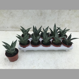 ALOE VARIEGATA