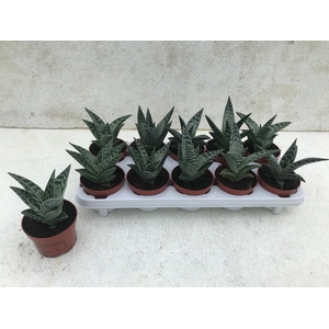 ALOE VARIEGATA