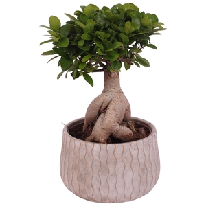 Ficus m. Ginseng Ball Shape Ø20cm in Ø24cm Ceramic PL569