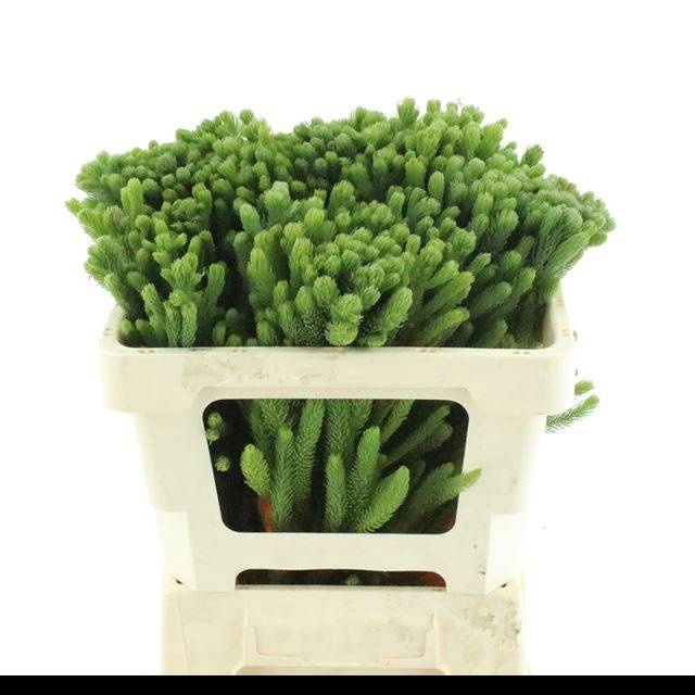 <h4>KAAPS GROEN</h4>
