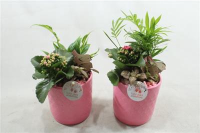 <h4>Sc001 Amy Pink</h4>