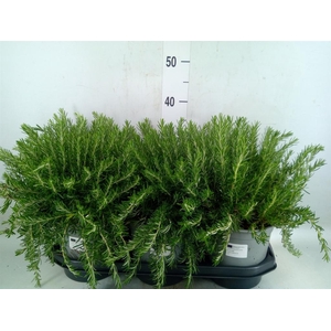 Rosmarinus offi. 'Prostratus'
