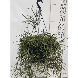 RHIPSALIS PILOCARPA