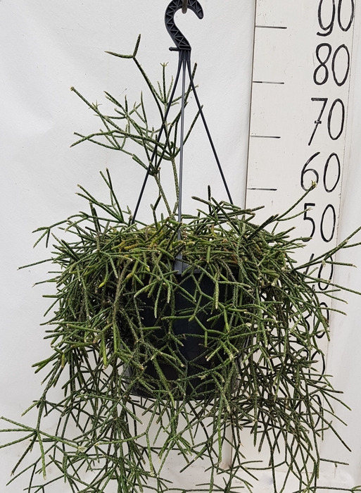 <h4>RHIPSALIS PILOCARPA</h4>