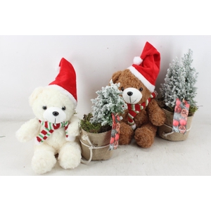 arr2 MB - Bruin & wite beer x6